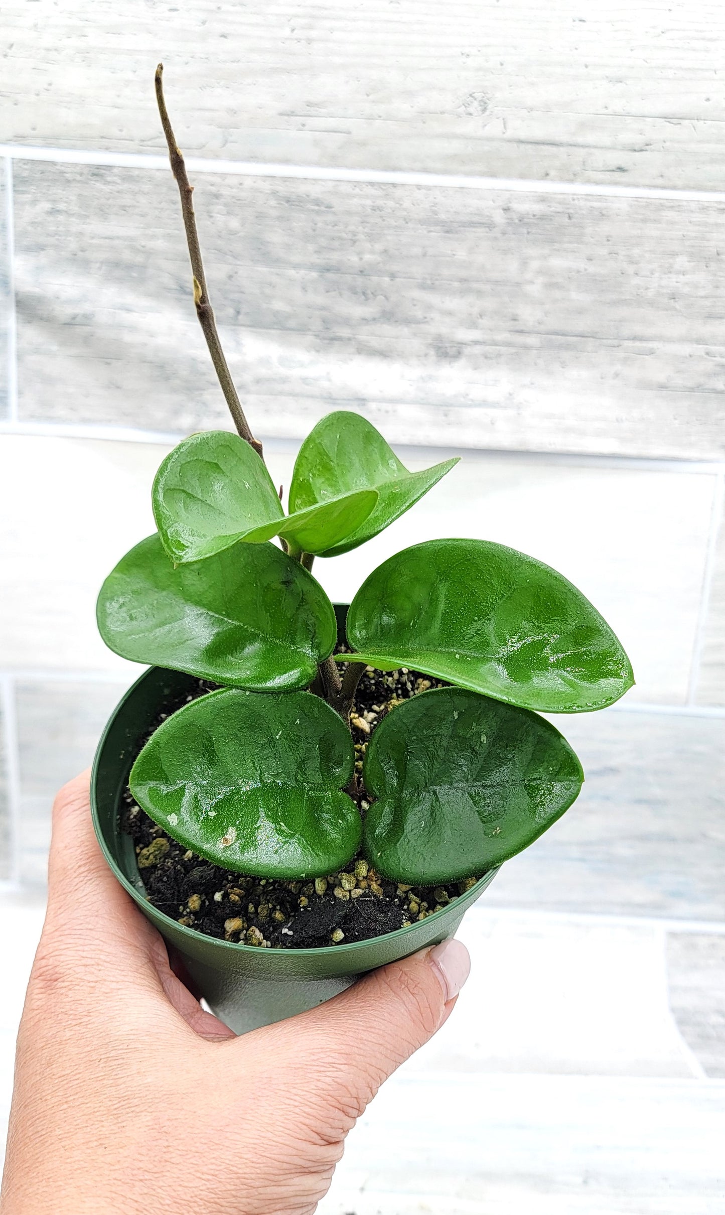 Hoya Chelsea live rare house plants in 4 inch nursery planted pot