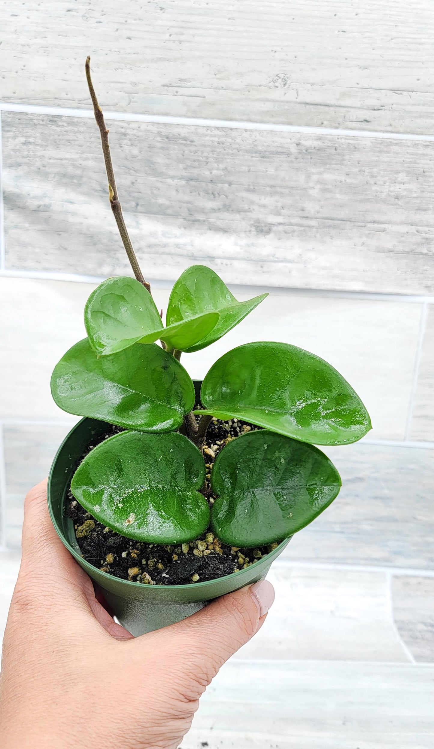 Hoya Chelsea live rare house plants in 4 inch nursery planted pot