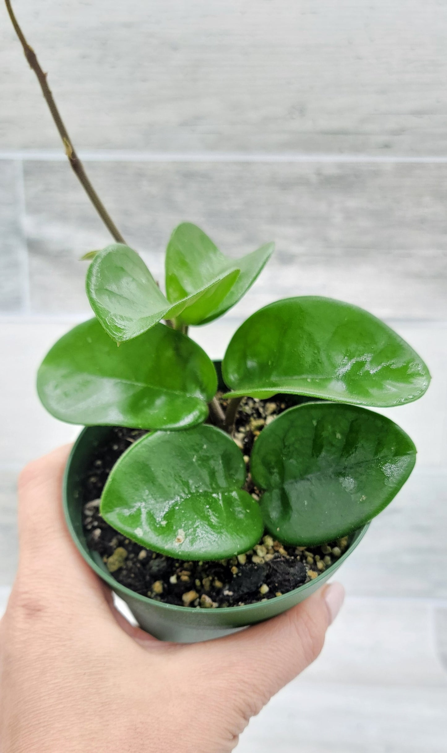 Hoya Chelsea live rare house plants in 4 inch nursery planted pot