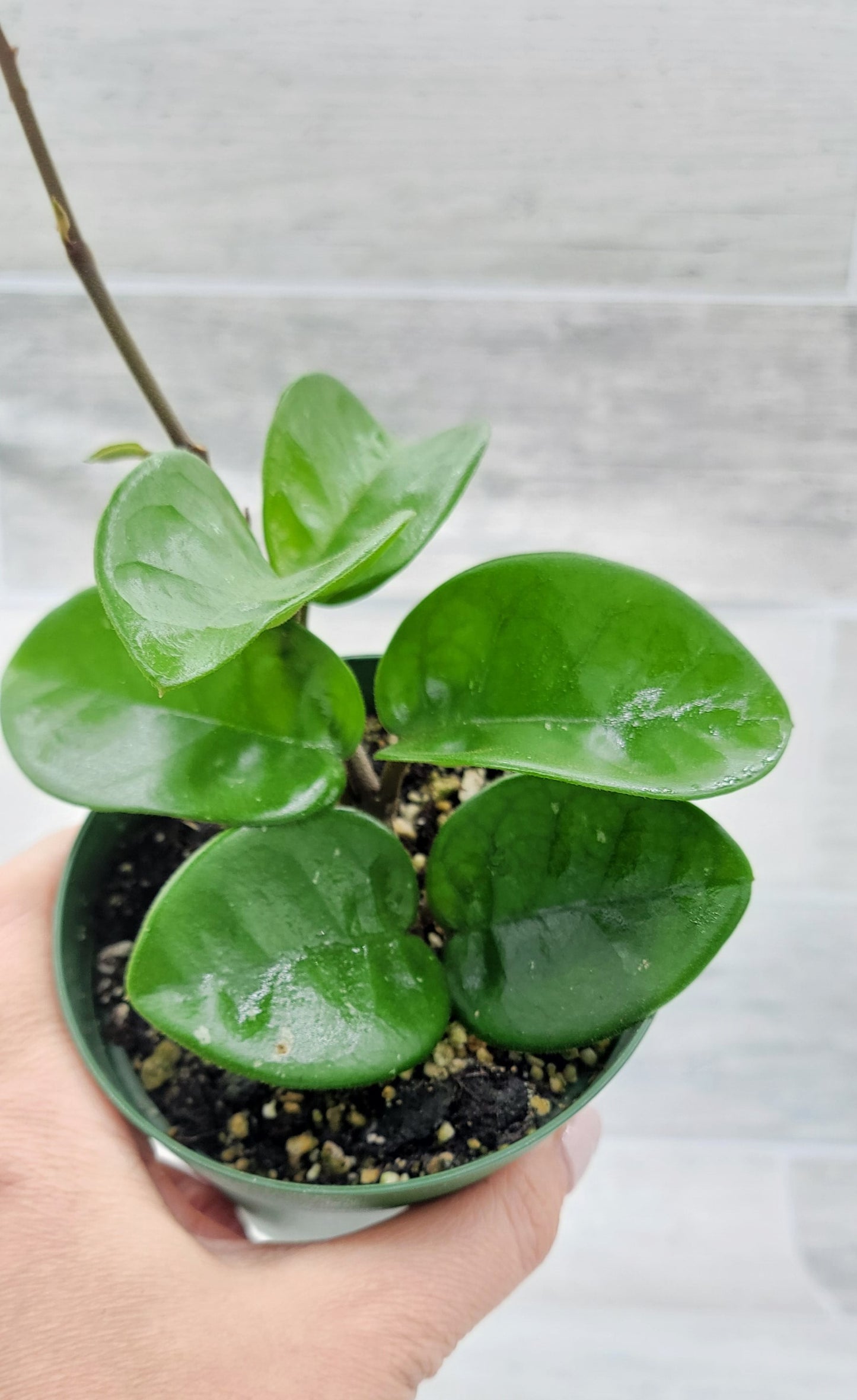 Hoya Chelsea live rare house plants in 4 inch nursery planted pot