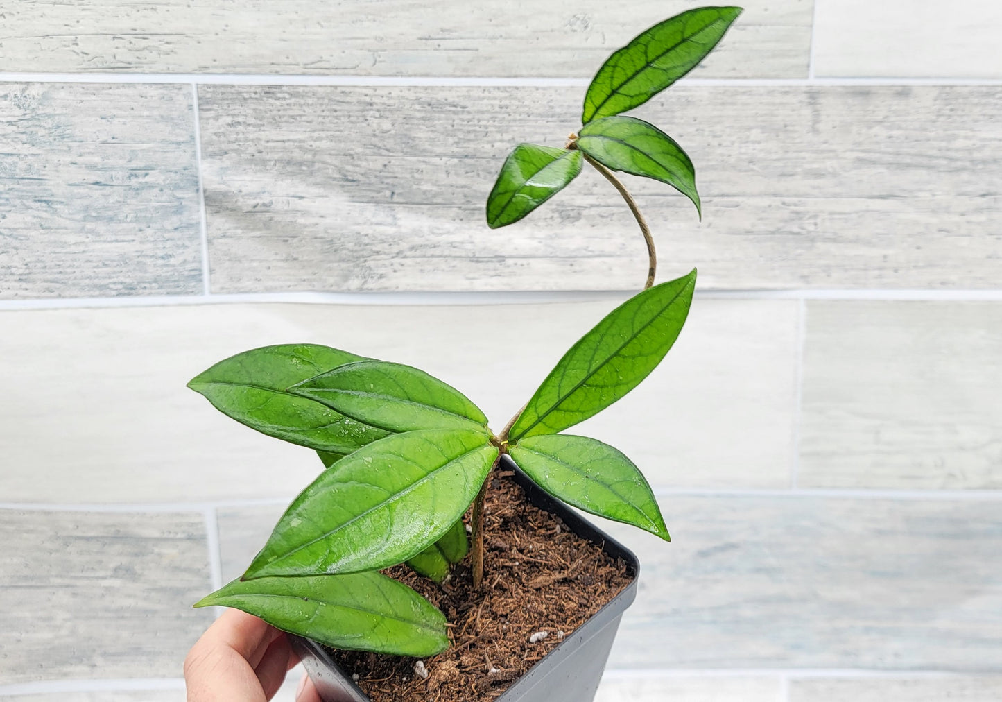 Hoya Crassipetiolata Live Rare House Plants (All Plants are Fully Rooted Plants!)