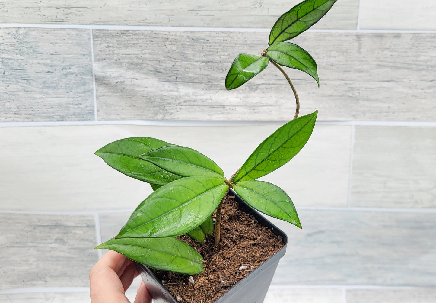 Hoya Crassipetiolata Live Rare House Plants (All Plants are Fully Rooted Plants!)