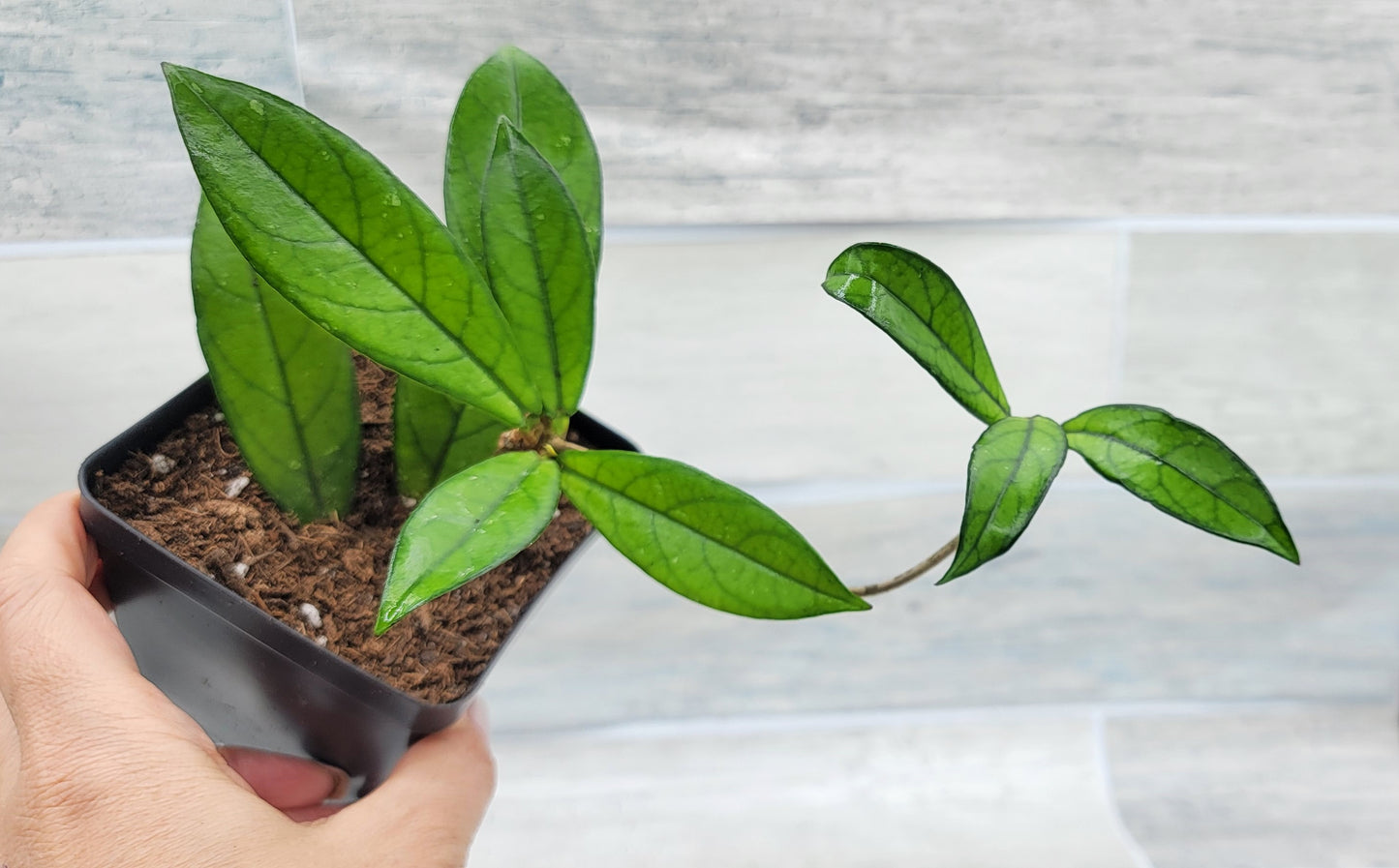 Hoya Crassipetiolata Live Rare House Plants (All Plants are Fully Rooted Plants!)