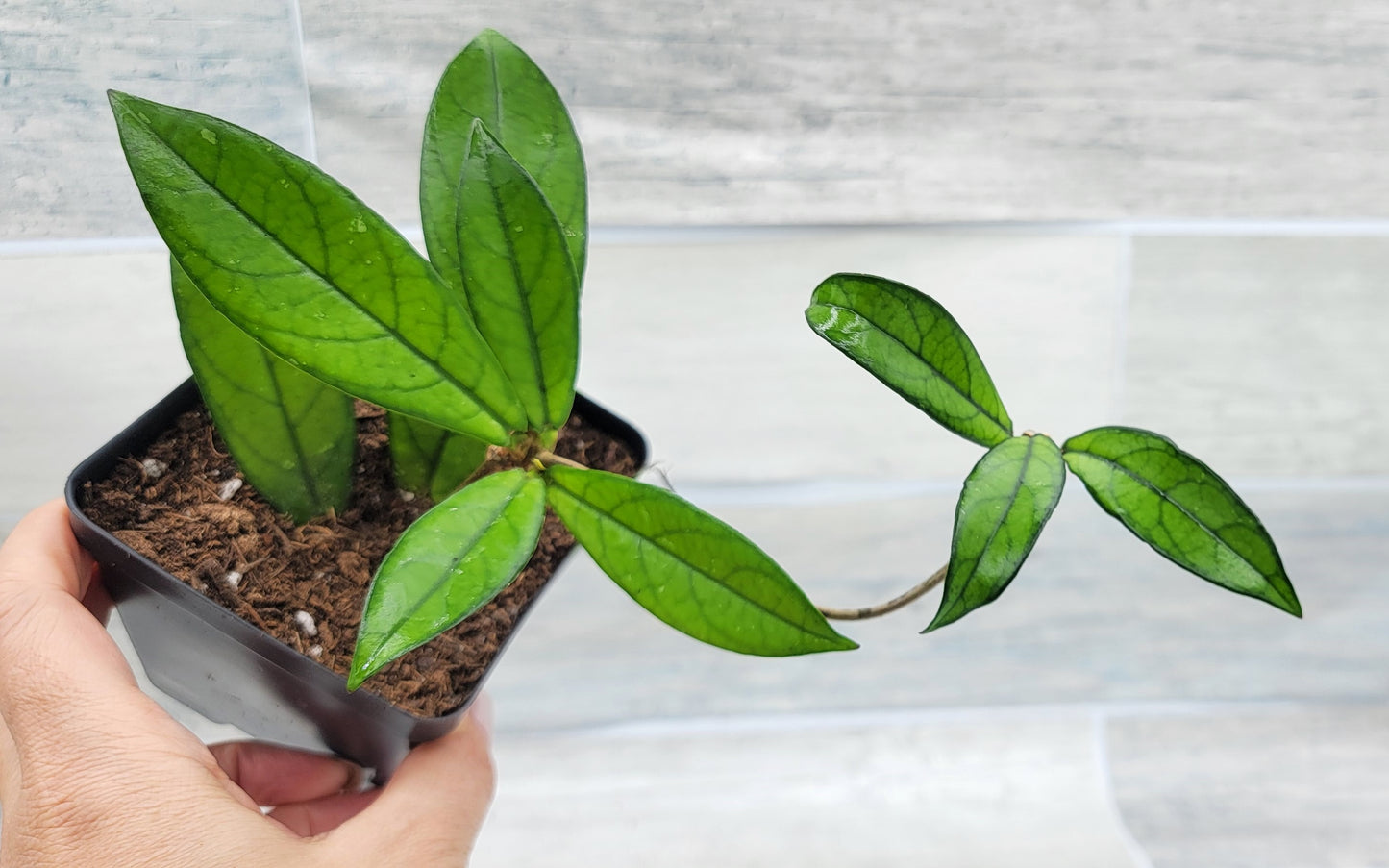 Hoya Crassipetiolata Live Rare House Plants (All Plants are Fully Rooted Plants!)