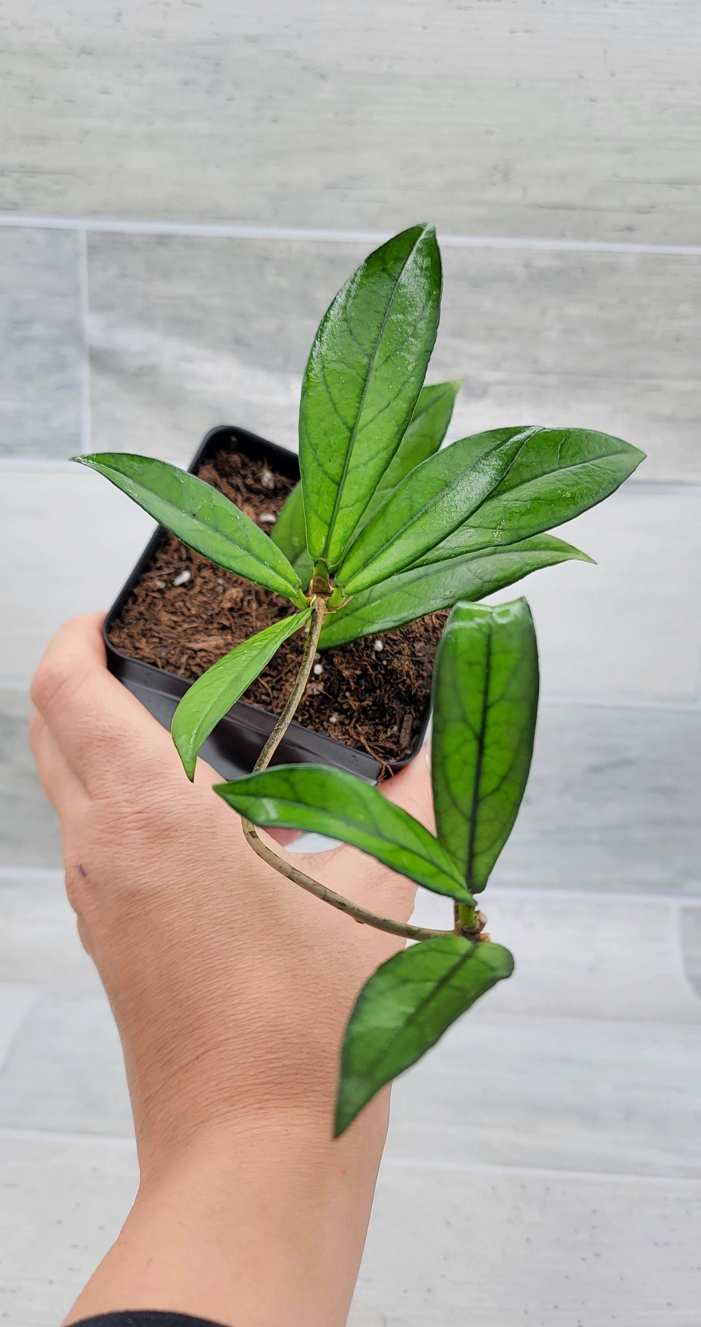 Hoya Crassipetiolata Live Rare House Plants (All Plants are Fully Rooted Plants!)