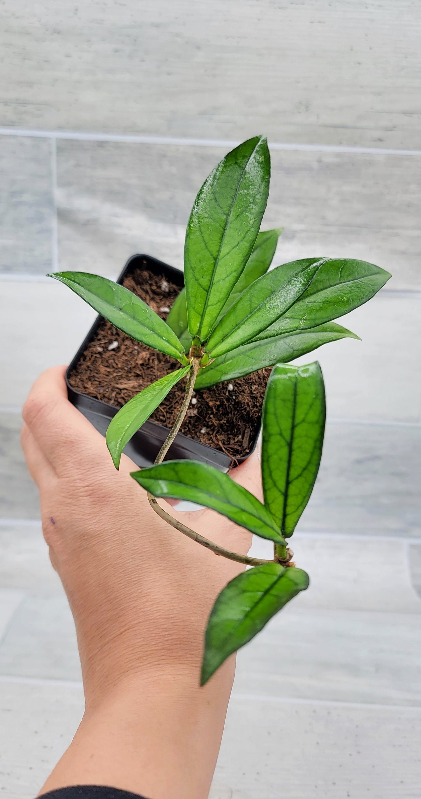 Hoya Crassipetiolata Live Rare House Plants (All Plants are Fully Rooted Plants!)