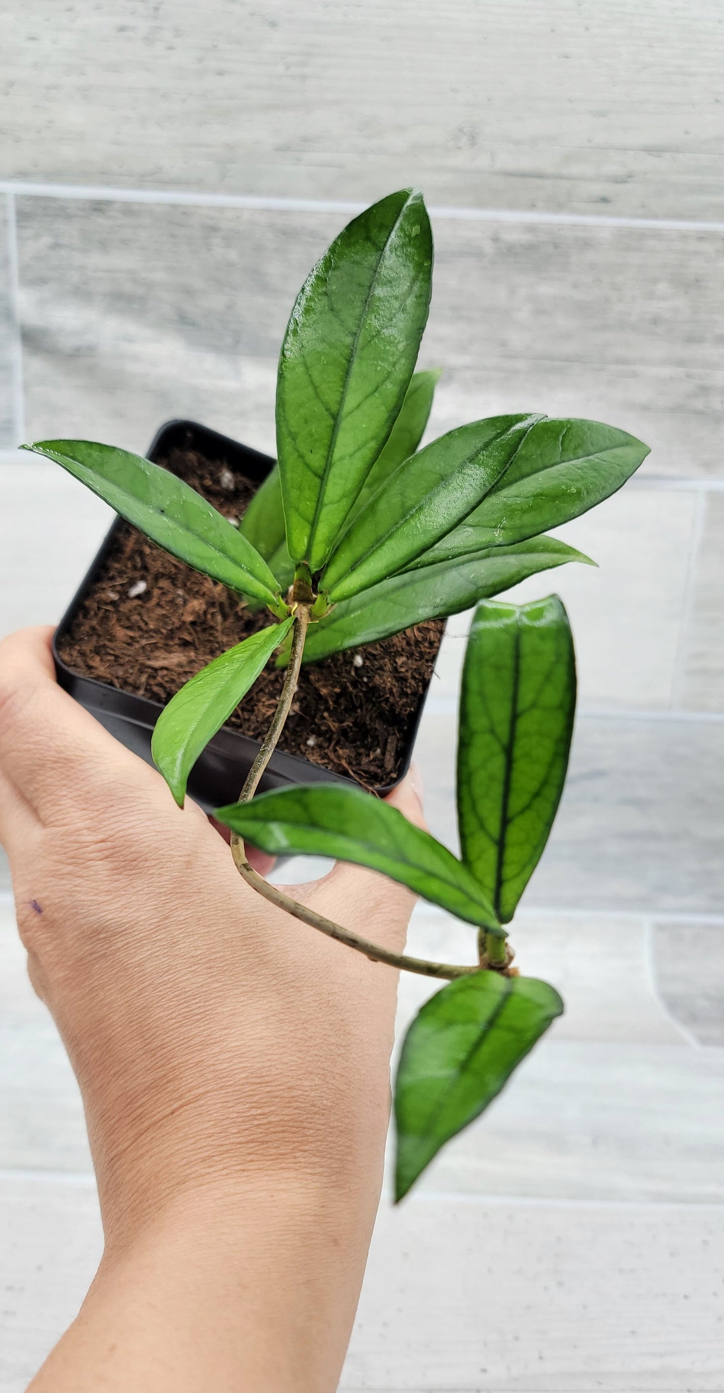 Hoya Crassipetiolata Live Rare House Plants (All Plants are Fully Rooted Plants!)