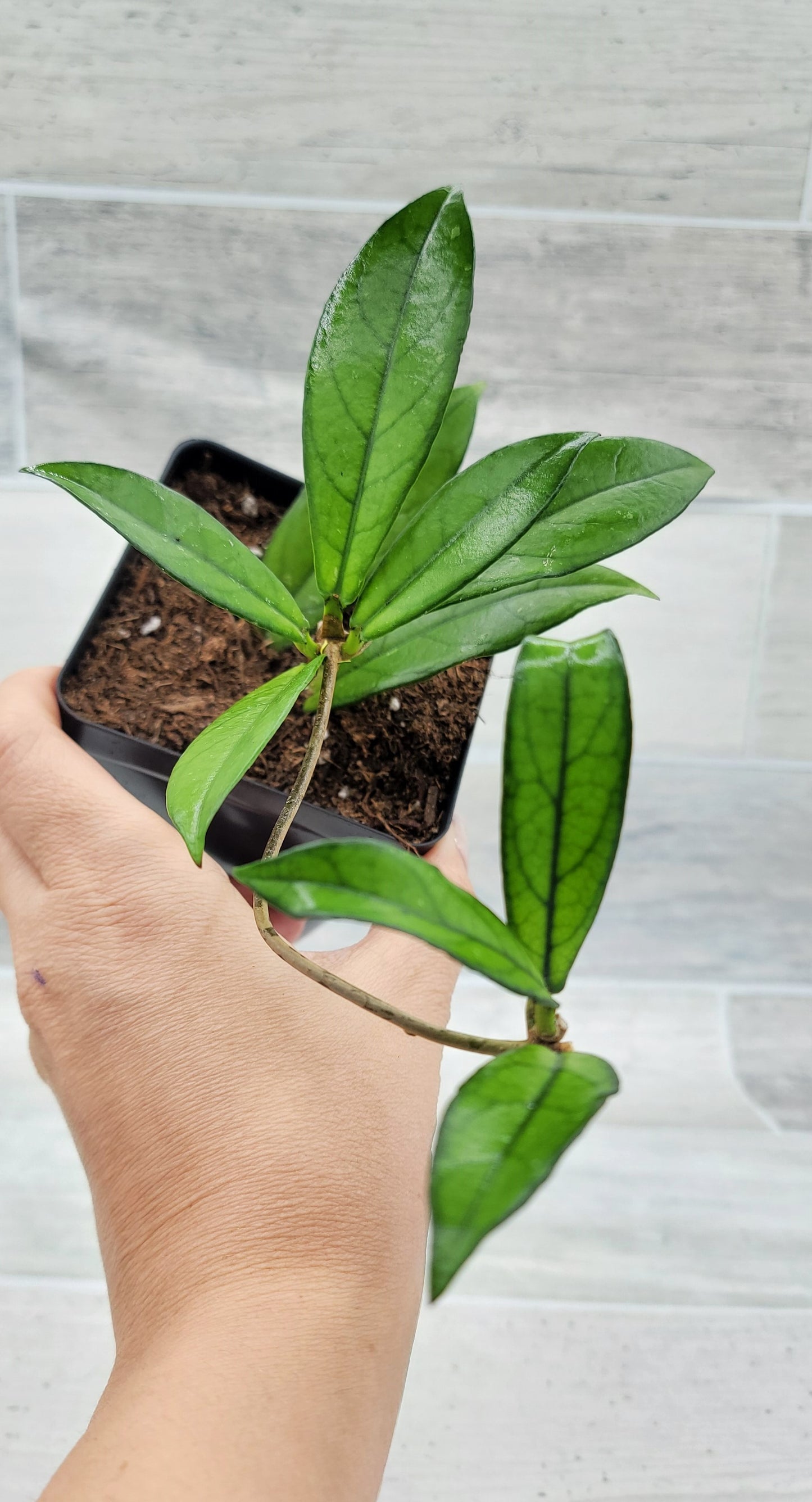 Hoya Crassipetiolata Live Rare House Plants (All Plants are Fully Rooted Plants!)