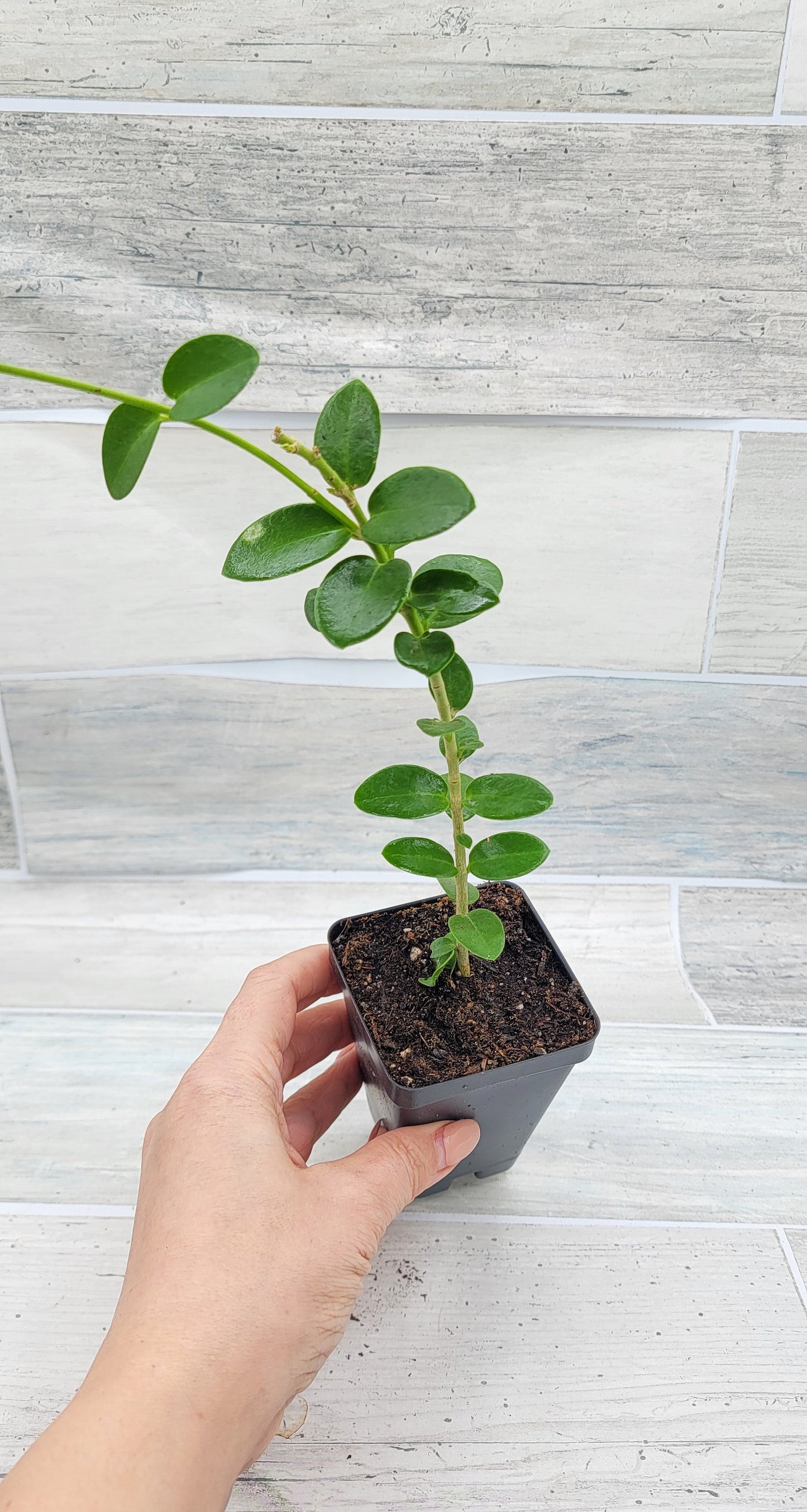 Hoya cummingiana aka Bushy Live Rare House Plants (All Plants are Fully Rooted Plants!)