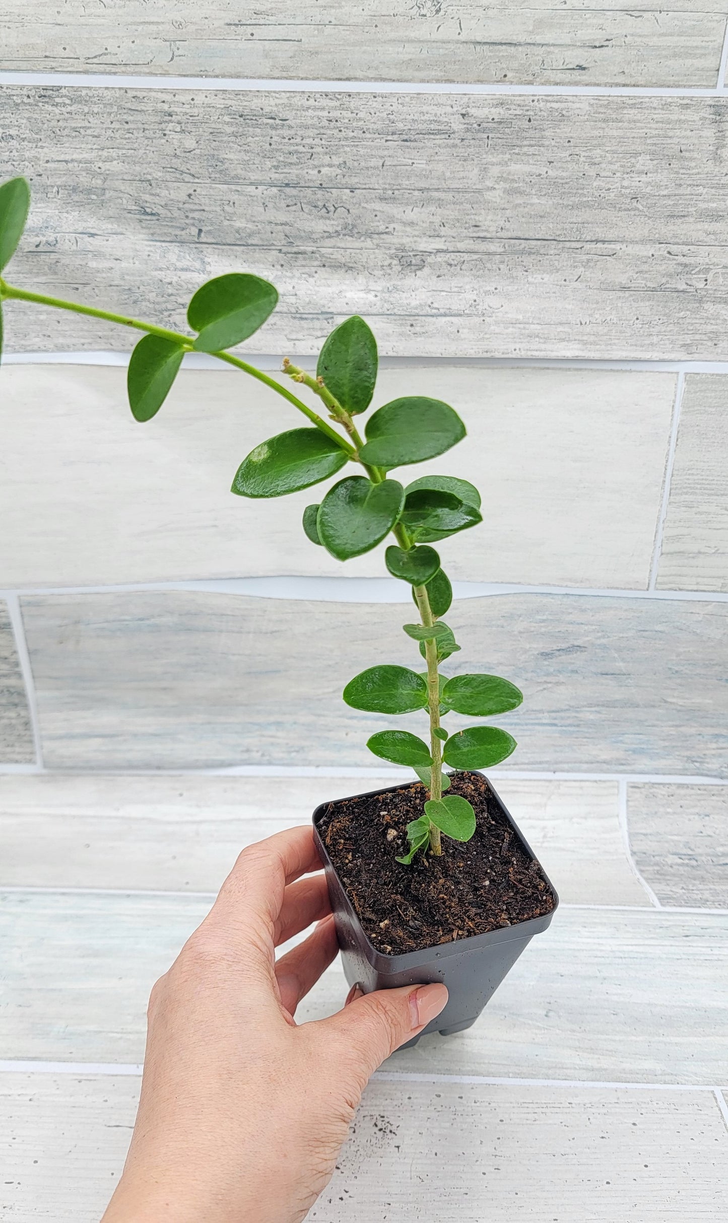 Hoya cummingiana aka Bushy Live Rare House Plants (All Plants are Fully Rooted Plants!)