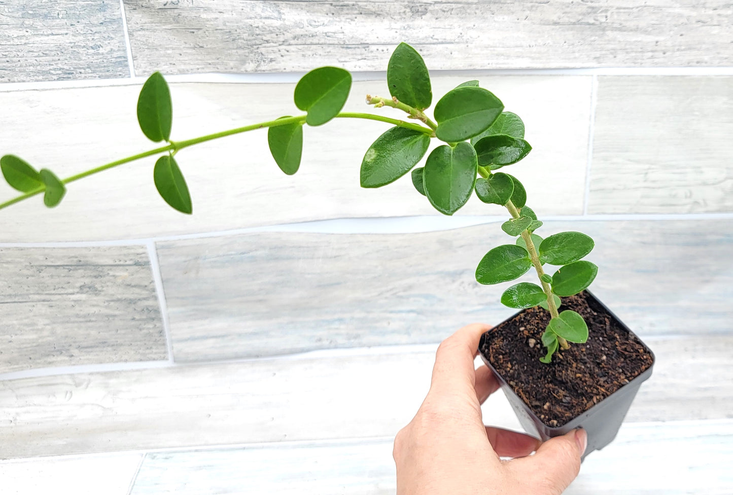 Hoya cummingiana aka Bushy Live Rare House Plants (All Plants are Fully Rooted Plants!)