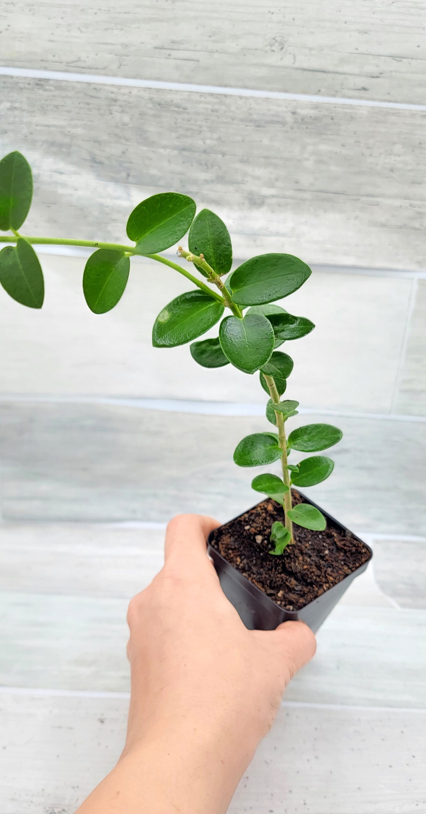 Hoya cummingiana aka Bushy Live Rare House Plants (All Plants are Fully Rooted Plants!)