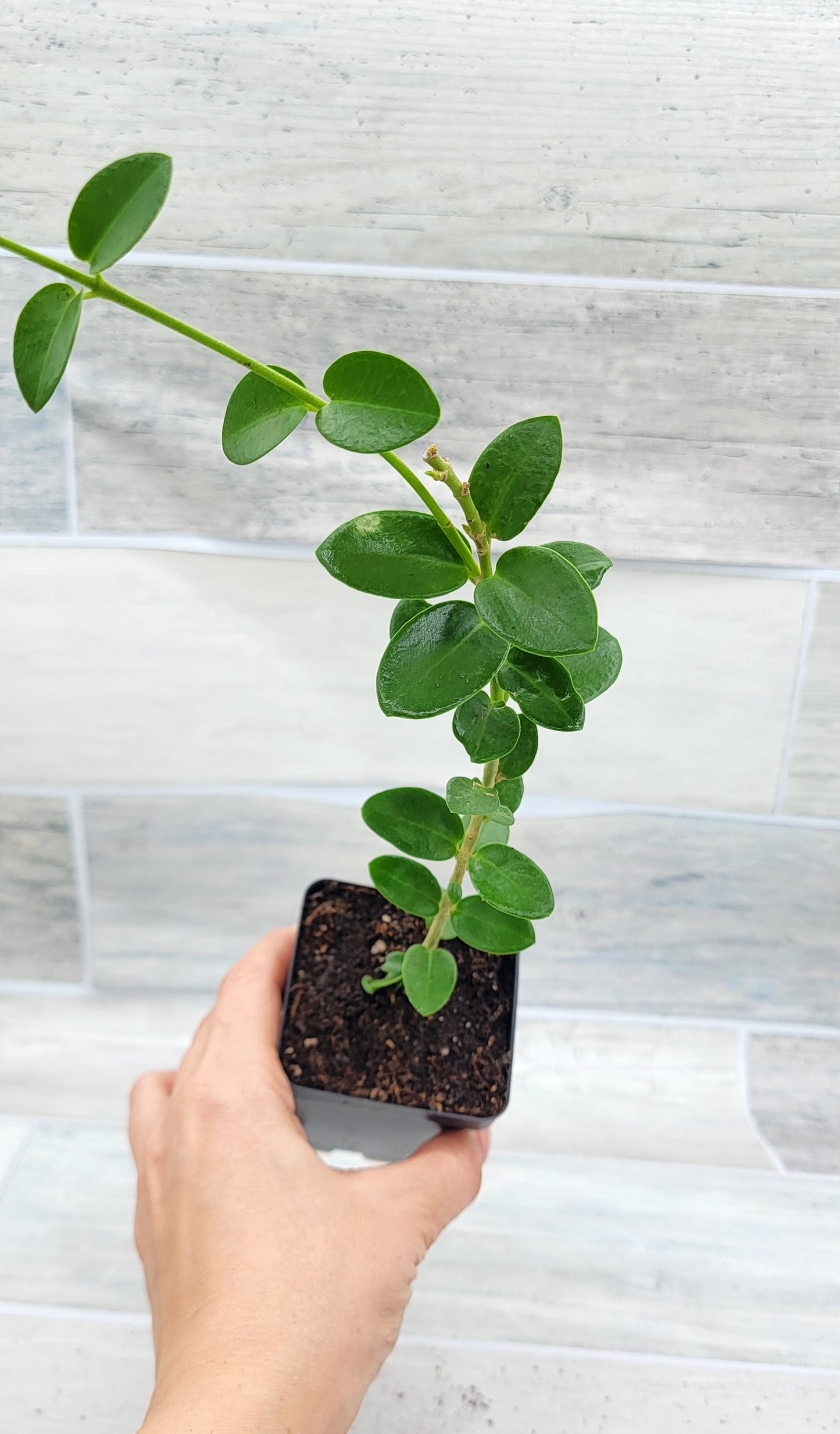 Hoya cummingiana aka Bushy Live Rare House Plants (All Plants are Fully Rooted Plants!)