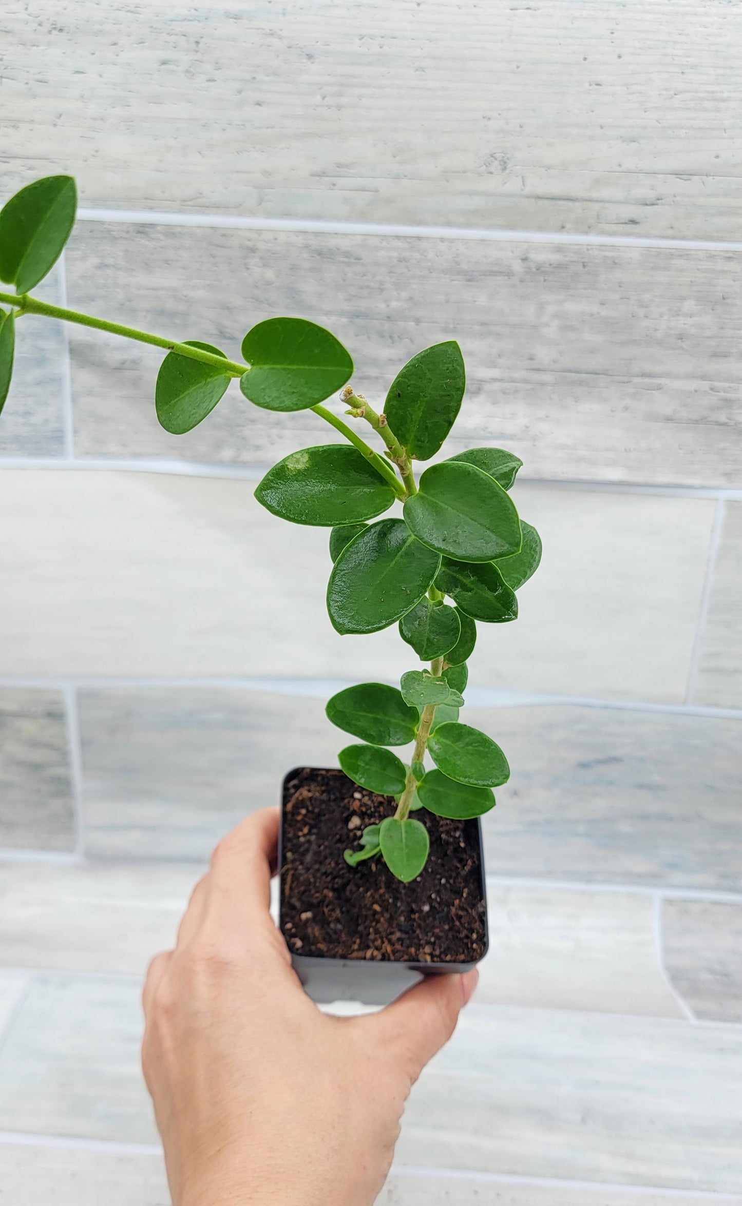 Hoya cummingiana aka Bushy Live Rare House Plants (All Plants are Fully Rooted Plants!)