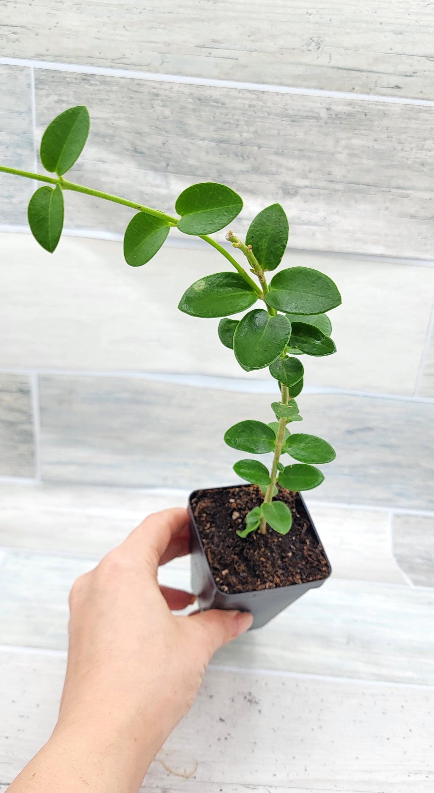 Hoya cummingiana aka Bushy Live Rare House Plants (All Plants are Fully Rooted Plants!)