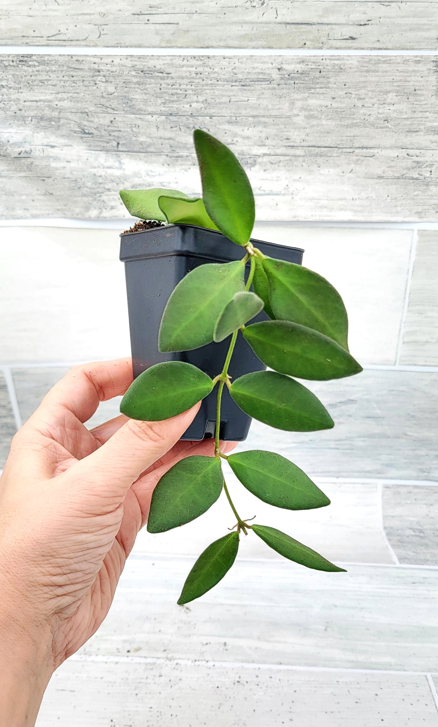 Hoya Burtoniae (Wayetii x Tsangii) Hoya sp. aff.  , Hoya Tsangii  Live Rare Houseplants All Plants are Fully Rooted Plants