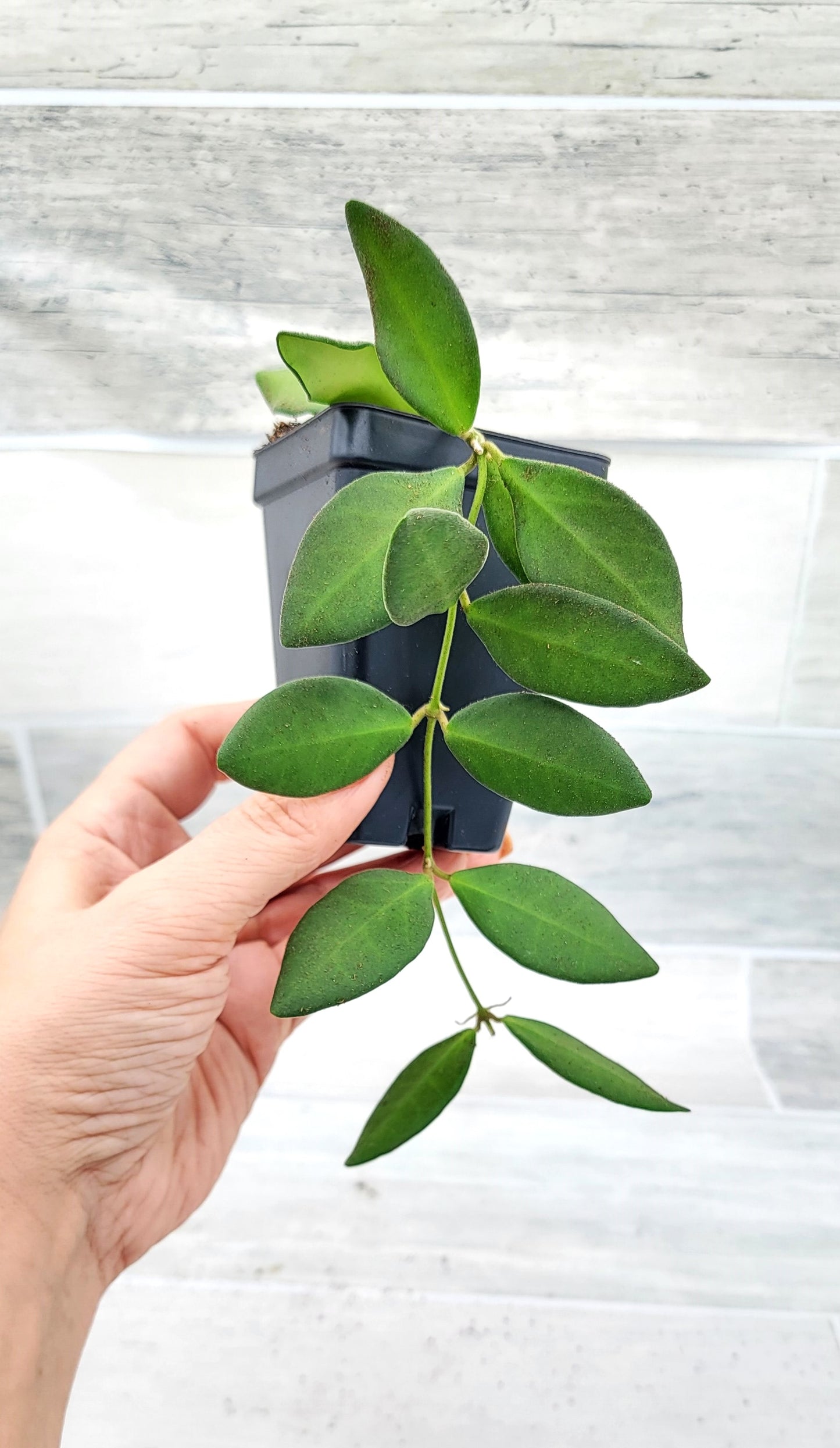 Hoya Burtoniae (Wayetii x Tsangii) Hoya sp. aff.  , Hoya Tsangii  Live Rare Houseplants All Plants are Fully Rooted Plants