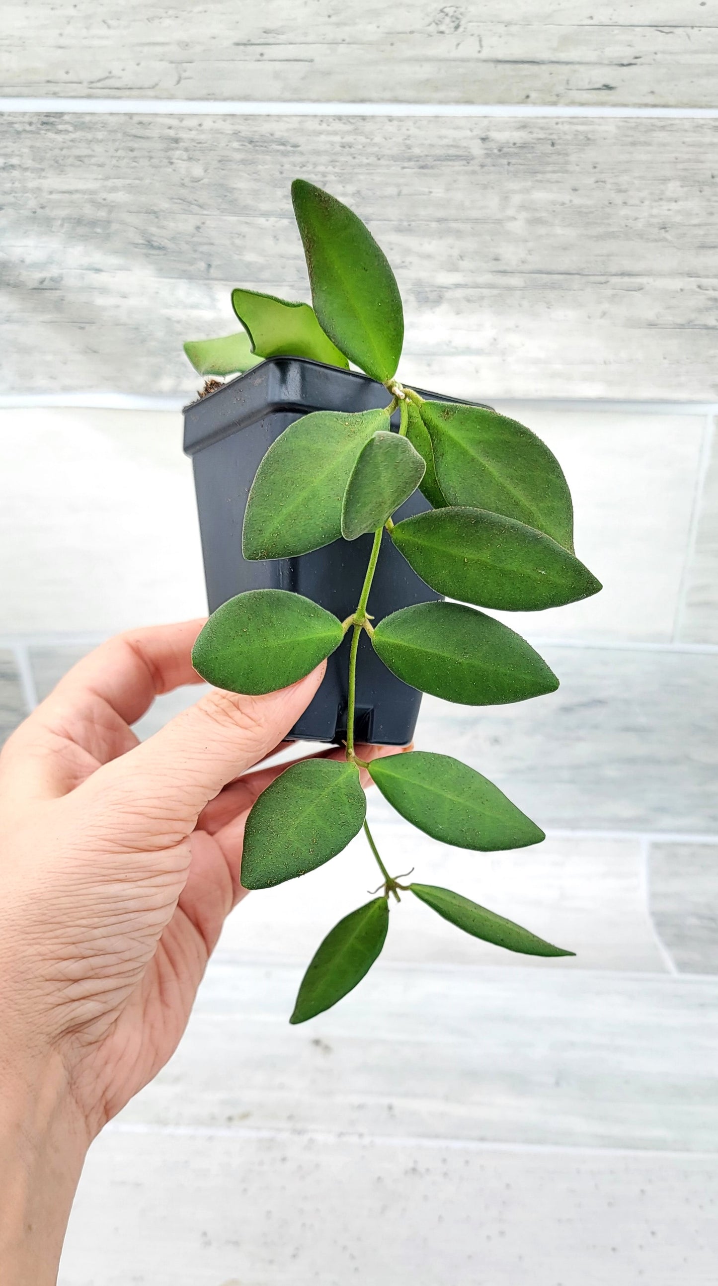 Hoya Burtoniae (Wayetii x Tsangii) Hoya sp. aff.  , Hoya Tsangii  Live Rare Houseplants All Plants are Fully Rooted Plants