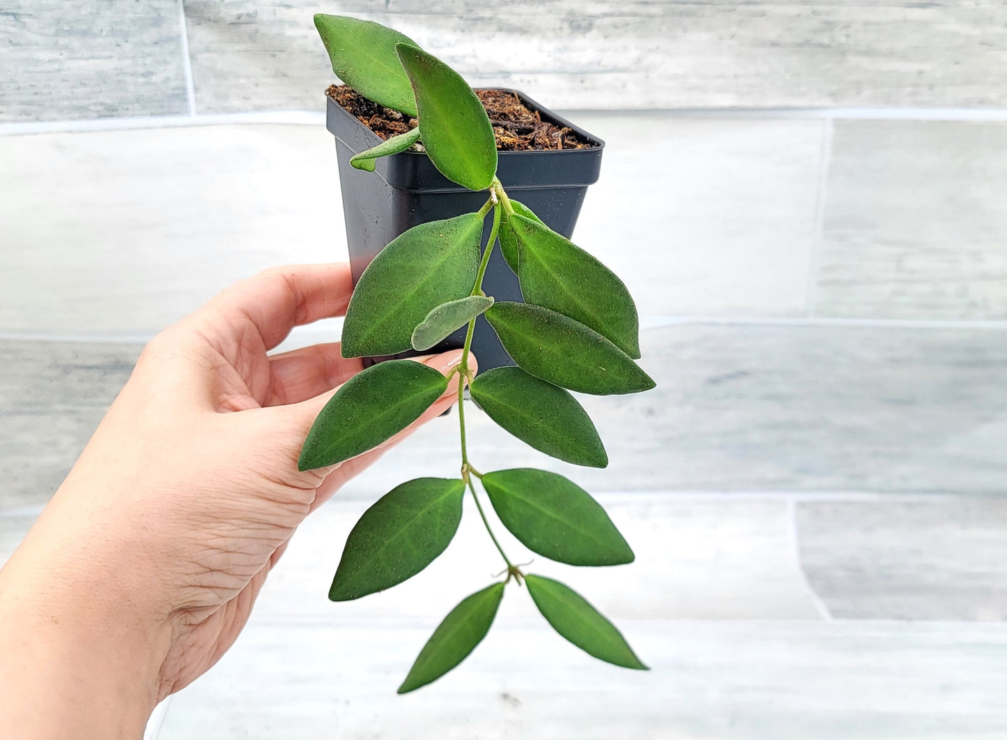 Hoya Burtoniae (Wayetii x Tsangii) Hoya sp. aff.  , Hoya Tsangii  Live Rare Houseplants All Plants are Fully Rooted Plants