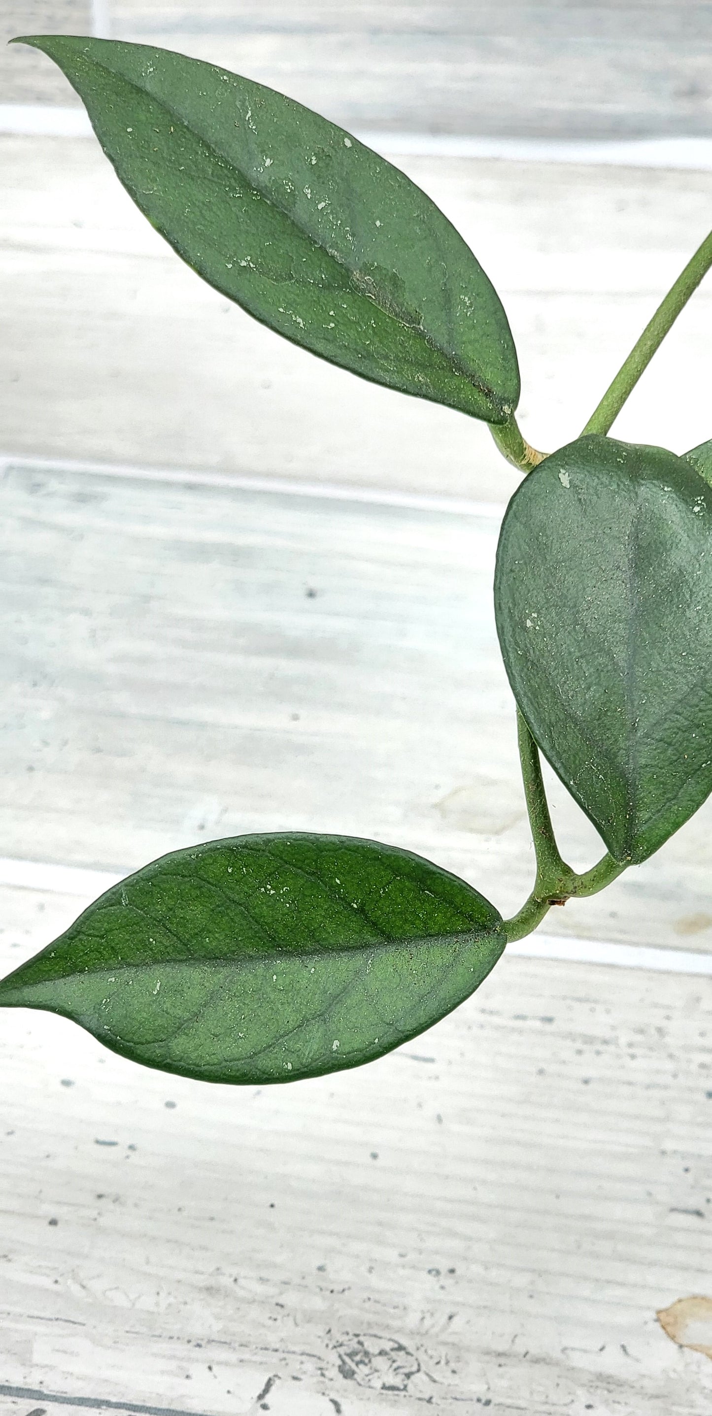 Hoya Fungii Splash Live Rare House Plants (All Plants are Fully Rooted Plants!)