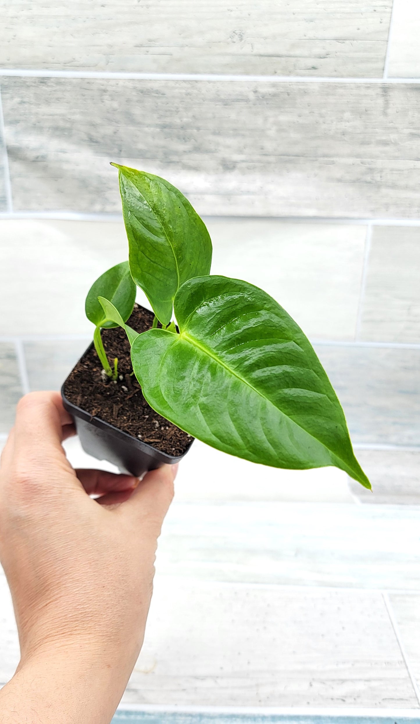 Anthurium veitchii King   Live Rare Exotic Tropical Indoor House Plants Easy to Grow Housewarming Gift Decoration Gift for Home or Office By wishlistplant