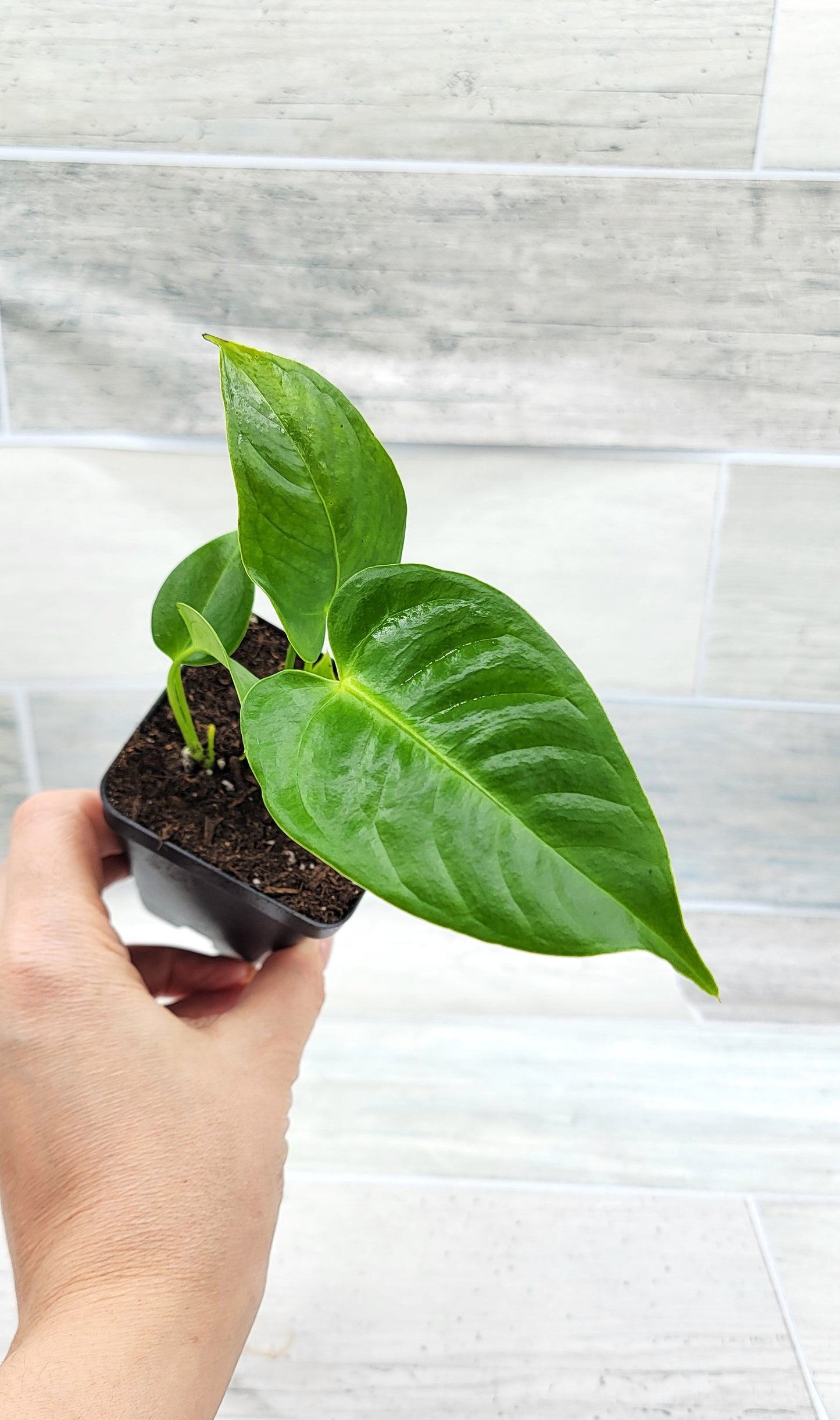 Anthurium veitchii King   Live Rare Exotic Tropical Indoor House Plants Easy to Grow Housewarming Gift Decoration Gift for Home or Office By wishlistplant