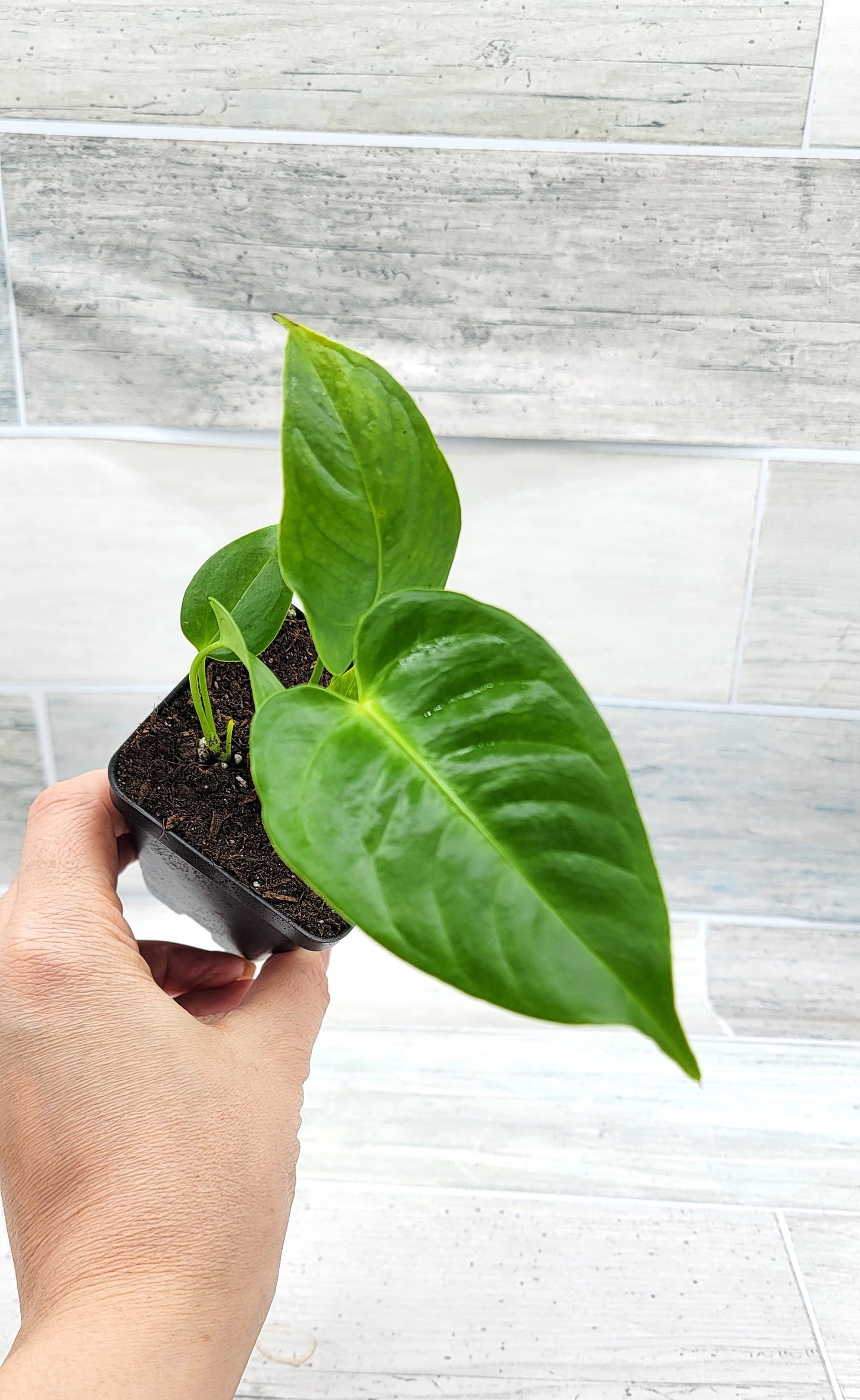 Anthurium veitchii King   Live Rare Exotic Tropical Indoor House Plants Easy to Grow Housewarming Gift Decoration Gift for Home or Office By wishlistplant