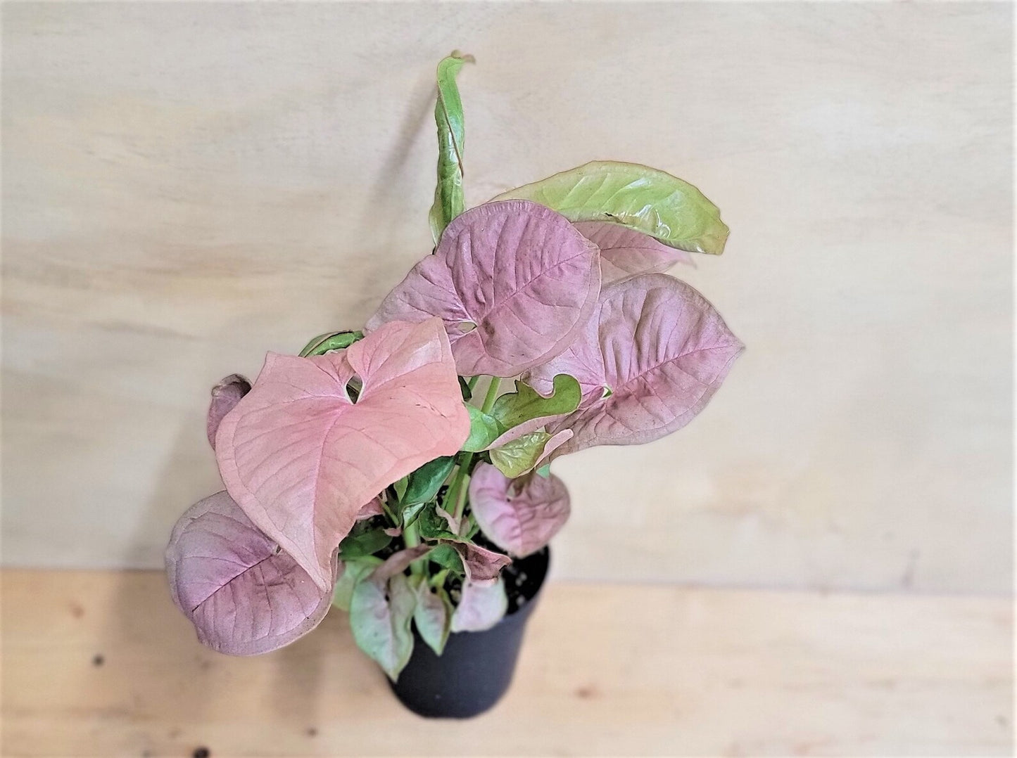 Syngonium pink , syngonium coral Butterfly  Live Rare Houseplants All Plants are Fully Rooted Plants