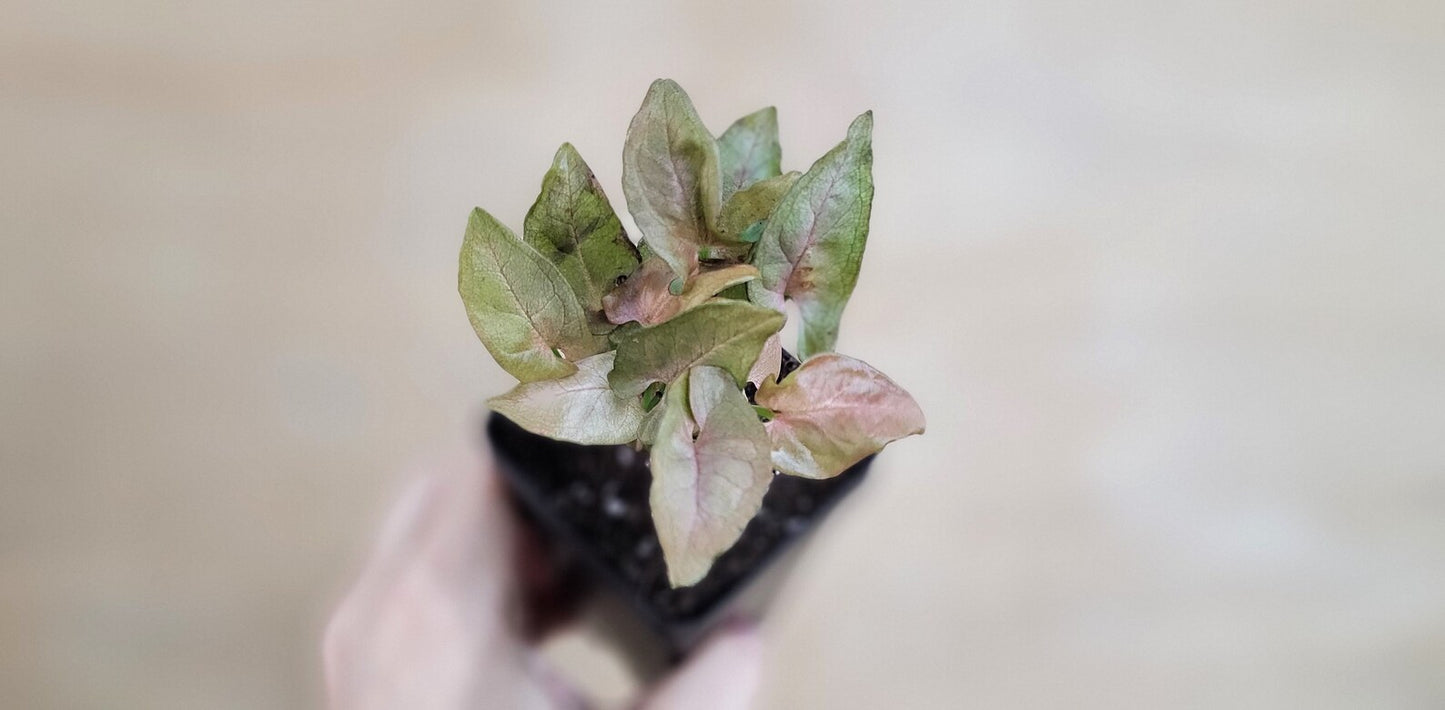 Syngonium pink flecked