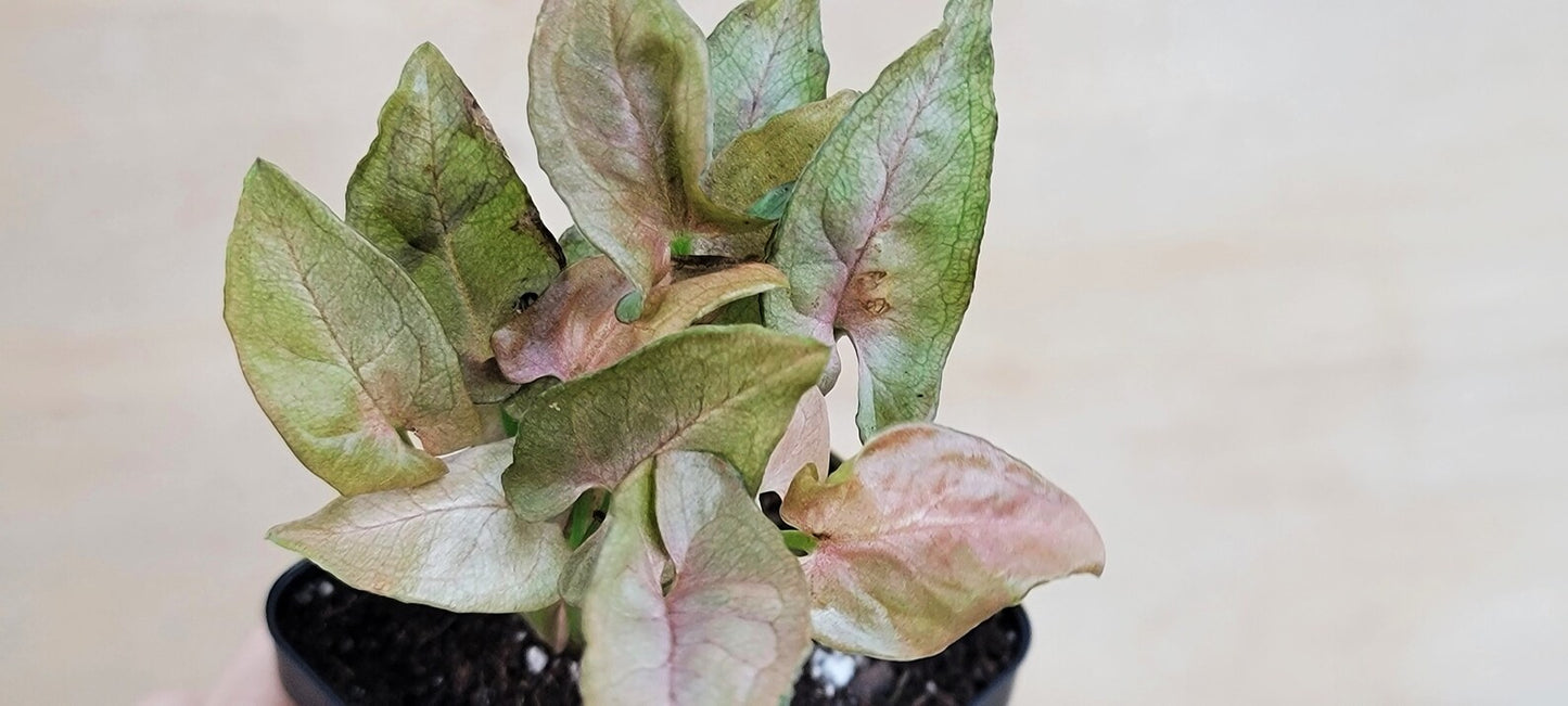 Syngonium pink flecked