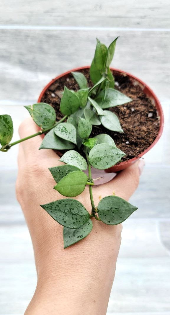 Hoya Krohniana Eskimo, Hoya Krohniana,Hoya Eskimo ,Spade shaped hoya leaves ,Wax Plant ,Fragrant Hoya Live Rare Houseplants All Plants are Fully Rooted Plants