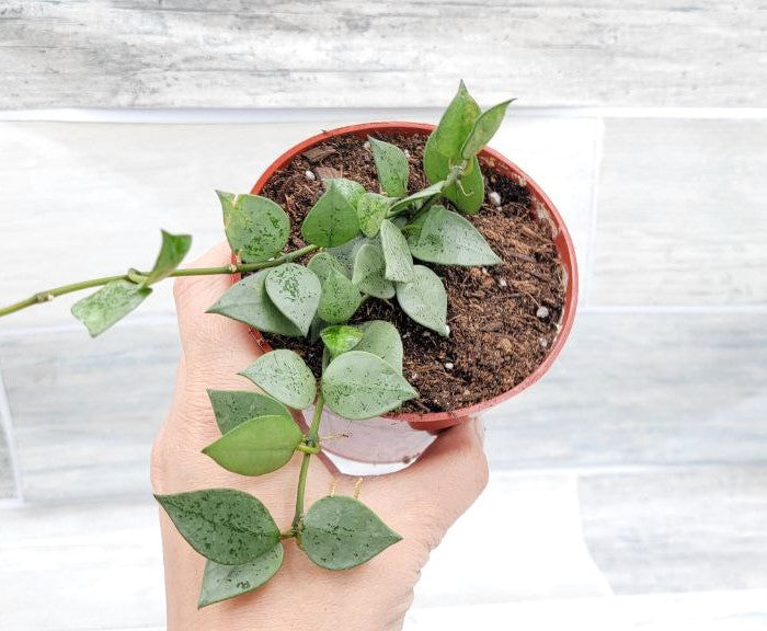 Hoya Krohniana Eskimo, Hoya Krohniana,Hoya Eskimo ,Spade shaped hoya leaves ,Wax Plant ,Fragrant Hoya Live Rare Houseplants All Plants are Fully Rooted Plants