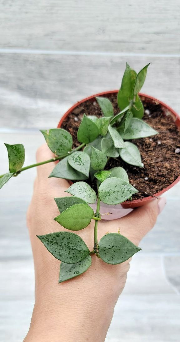 Hoya Krohniana Eskimo, Hoya Krohniana,Hoya Eskimo ,Spade shaped hoya leaves ,Wax Plant ,Fragrant Hoya Live Rare Houseplants All Plants are Fully Rooted Plants