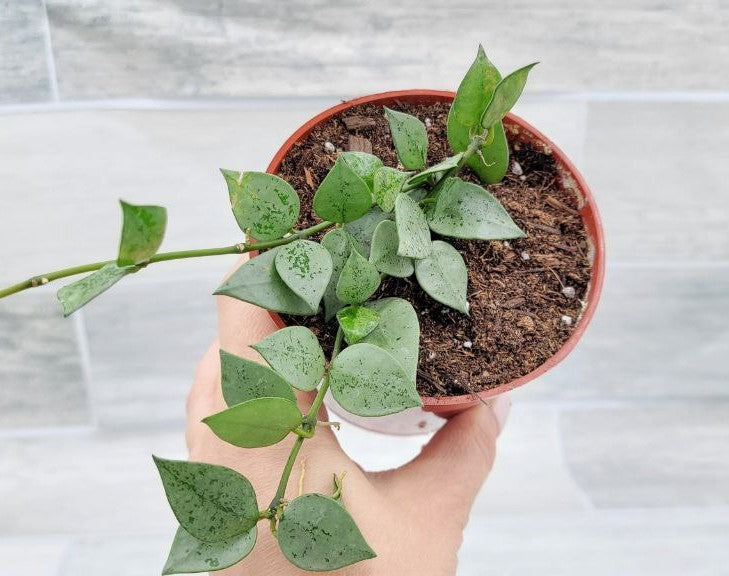 Hoya Krohniana Eskimo, Hoya Krohniana,Hoya Eskimo ,Spade shaped hoya leaves ,Wax Plant ,Fragrant Hoya Live Rare Houseplants All Plants are Fully Rooted Plants