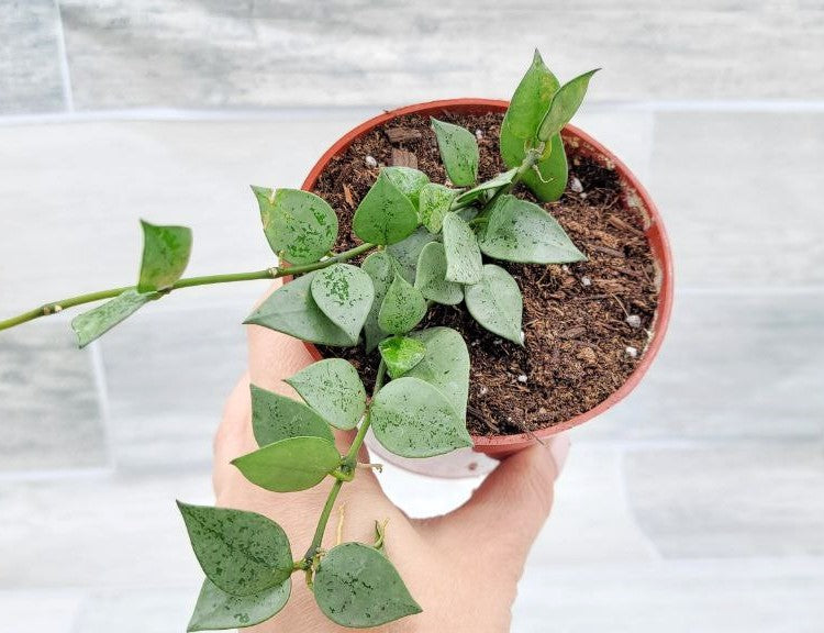 Hoya Krohniana Eskimo, Hoya Krohniana,Hoya Eskimo ,Spade shaped hoya leaves ,Wax Plant ,Fragrant Hoya Live Rare Houseplants All Plants are Fully Rooted Plants