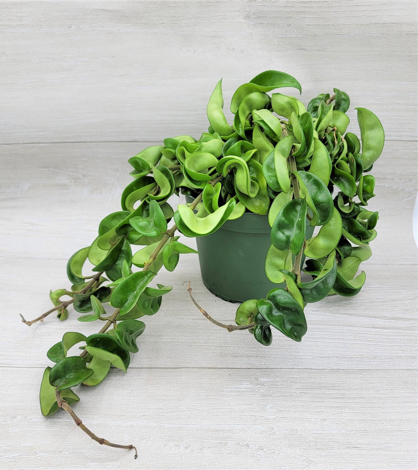 Hoya Hindu Rope, Hoya Carnosa Compacta Live Rare Houseplants All Plants are Fully Rooted Plants