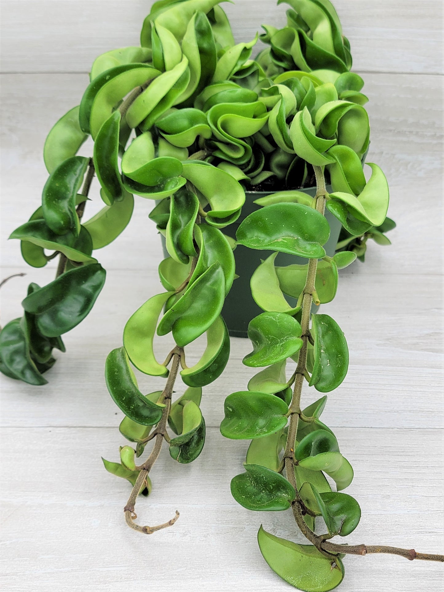 Hoya Hindu Rope, Hoya Carnosa Compacta Live Rare Houseplants All Plants are Fully Rooted Plants